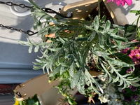 ガザニアです 買ってきて花壇に植えたら 花がすぐに枯れて葉が茂ってきてい Yahoo 知恵袋