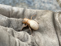 これは何の虫の子どもでしょうか 体調２センチほどで 庭の土の中で見つけ Yahoo 知恵袋