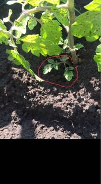 トマトの栽培について 質問させて頂きます ある日突然 Yahoo 知恵袋