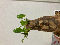 パキラを4月に丸坊主にして新芽が育ってきたのですが 新芽が下 Yahoo 知恵袋