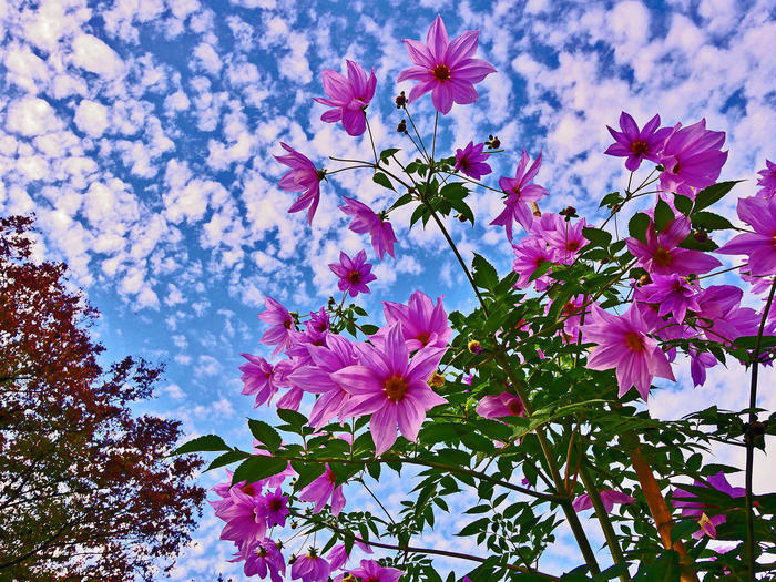 これはなんの花ですか 皇帝ダリアみたいですが 今咲いて Yahoo 知恵袋