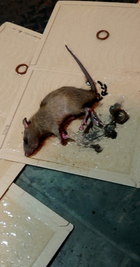 これは何ネズミでしょうか ドブネズミ Yahoo 知恵袋