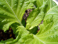 買った大葉の苗に花が咲いています 植えてからもう1 2週間たったのです Yahoo 知恵袋