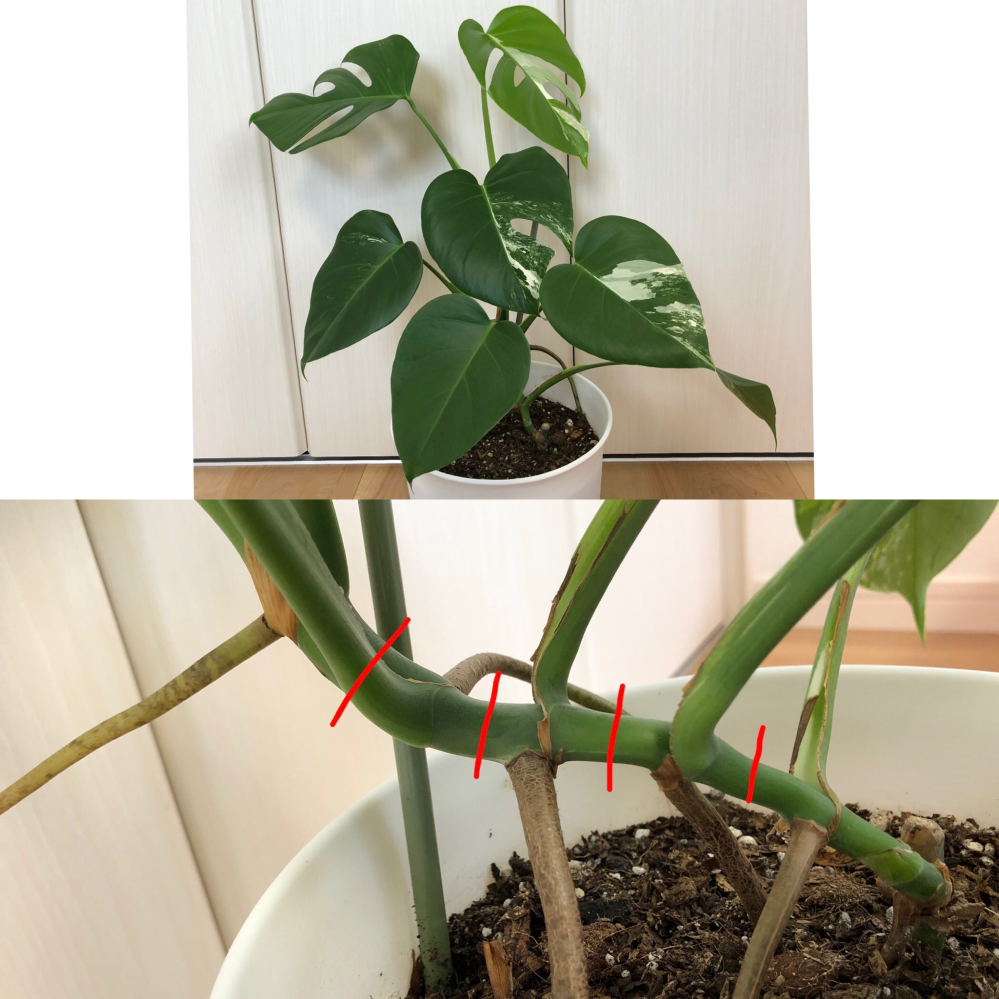 モンステラを見栄え良くする方法についてです 最初は葉っぱ一枚から育てて Yahoo 知恵袋