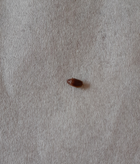 この虫が何かご存知の方いましたら教えて下さい ベランダの網戸 内側 に Yahoo 知恵袋