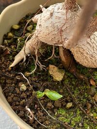 植物についての質問です ガジュマルに水やりをしていたら 同じ鉢に Yahoo 知恵袋