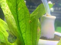 飼育しているブルーテトラなのですがお腹がパンパンに膨れてしま Yahoo 知恵袋