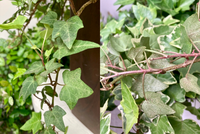 アイビーの葉が画像のようになっているのは病気か害虫の影響でし Yahoo 知恵袋