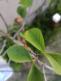 ハナミズキの剪定と毛虫駆除について教えてください アパートの前に植え Yahoo 知恵袋