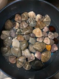 潮干狩りで採ってきた貝の種類が分かりません 貝の名前分かる方 Yahoo 知恵袋