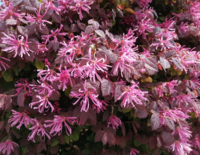 この花 ベニバナトキワマンサクかと思って撮影したのですが 花も葉っぱも Yahoo 知恵袋