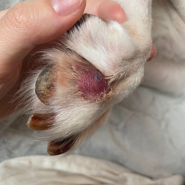 愛犬の右後ろ足に腫瘍？血溜まり？のようなものがあります。 今朝気付きました。いつからあったものか分かりません。 直径1.5〜2.0cmくらいです。色味は赤黒く、毛は抜け落ちてしまっています。触った感じはブヨブヨしていて、針かなにか刺したら液体が出てきそうな感じです。 犬種はラブラドールレトリバー、メス、16歳です。 現在は老化で下半身が弱っていて歩けません。 かかりつけの病院はあるのですが、病院に連れていくとその疲れで数日間元気がなくなりご飯も食べなくなってしまうので、大事でなければいいのですが…… 動物の病気や症状に詳しい有識者の方、写真から考えられる病気や、早急に病院に相談すべきか教えて頂きたいです。 よろしくお願いいたします(＞＜)