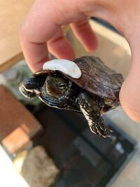 亀を一週間くらい前に野生より捕獲して飼い始めましたが餌を食べ Yahoo 知恵袋