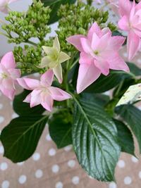 こんにちは どなたかお花に詳しい方 こちらの紫陽花の名 Yahoo 知恵袋