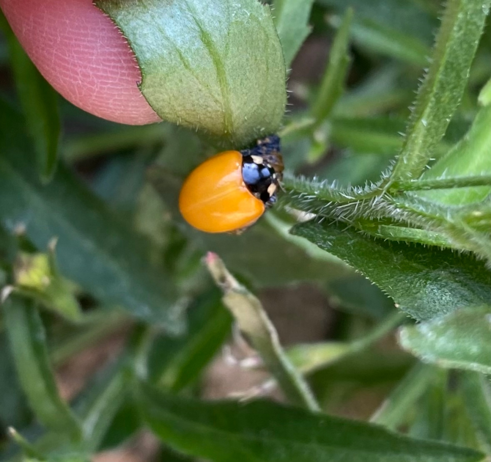 黄色 オレンジ のてんとう虫を見つけました 顔と足は黒くお腹は黄色です Yahoo 知恵袋