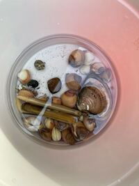 この貝 特にデカいのとマテ貝 アサリ意外のやつ 食べれます 三重 Yahoo 知恵袋