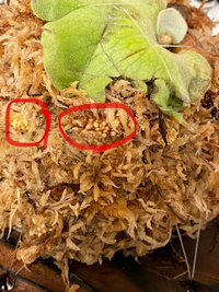 ビカクシダの水苔に画像のようなつぶつぶを発見しました虫の卵か Yahoo 知恵袋