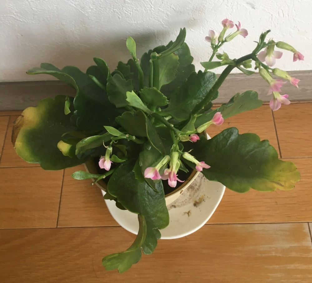 カランコエの育て方について カランコエを頂いて 初めて育てていま Yahoo 知恵袋