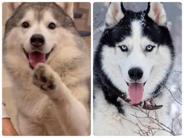 ジャックラッセルテリア二匹飼ってます 10歳と7歳のオスのうち 7歳の方が年に Yahoo 知恵袋