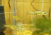 熱帯魚がこのように痩せ始め最終的に死んでしまうことが多いのですが 寿命 Yahoo 知恵袋