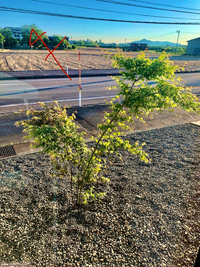 イロハモミジの苗が年間でどの位成長するのか教えて下さい 家の窓が道から丸 Yahoo 知恵袋