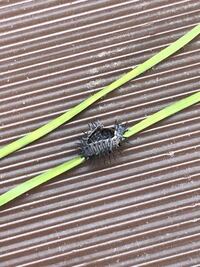公園の梅の木に付いていたこの虫の正体を教えてください てんとう虫 Yahoo 知恵袋