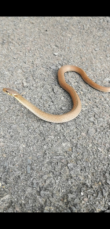 このヘビは何と言うヘビでしょうか。 香川県で発見しました。