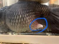出目金のことで教えてください 数日前から沈んだままで 写真のとお Yahoo 知恵袋