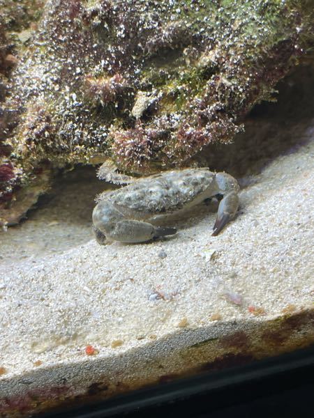 海水魚の水槽用に海で拾ってきたサザエの殻に入っていたのですがこの蟹の名前は何でしょうか？