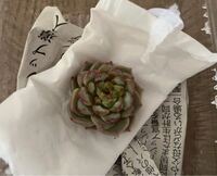 多肉植物についての質問です - メルカリにて、韓国苗のレッド 