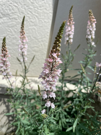 この植物の名前わかりますか バラの下草に丁度良い との事でお Yahoo 知恵袋
