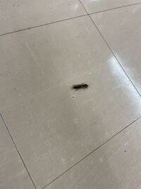 この虫はなに虫ですか お店の中に入ってきて足を一生懸 Yahoo 知恵袋