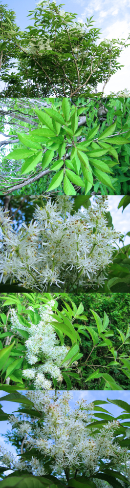 ５月の低山にあった植物です。 樹木です。白い綿毛のような花をつけています。 何というの名前の植物でしょうか？？