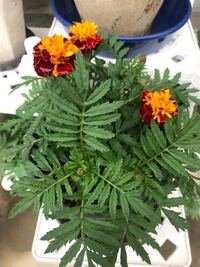 マリーゴールド 種撒いて花が咲きましたが ホームセンター Yahoo 知恵袋