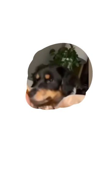 ジャックラッセルテリア二匹飼ってます 10歳と7歳のオスのうち 7歳の方が年に Yahoo 知恵袋