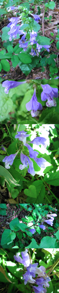 ５月の低山にあった植物です。 薄紫のラッパ型の花を縦に連ねています。 何というの名前の植物でしょうか？？