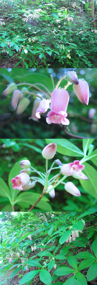 ５月の低山にあった植物です ピンク色の下向きの花です 何というの名前の Yahoo 知恵袋