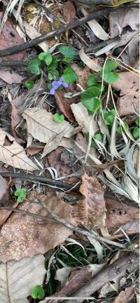 この写真だけでなんて名前のスミレか分かりますか ちなみに富山県の山の中 Yahoo 知恵袋