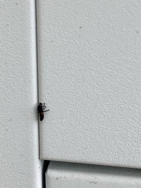 これ何の虫かわかりますか？ ポストについてたんですが ホタル系かヤゴのようにも見えるのですが 虫に詳しい方教えてください。