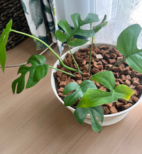 ヒメモンステラを購入して7か月 植え替えをして3週間くらいになります Yahoo 知恵袋