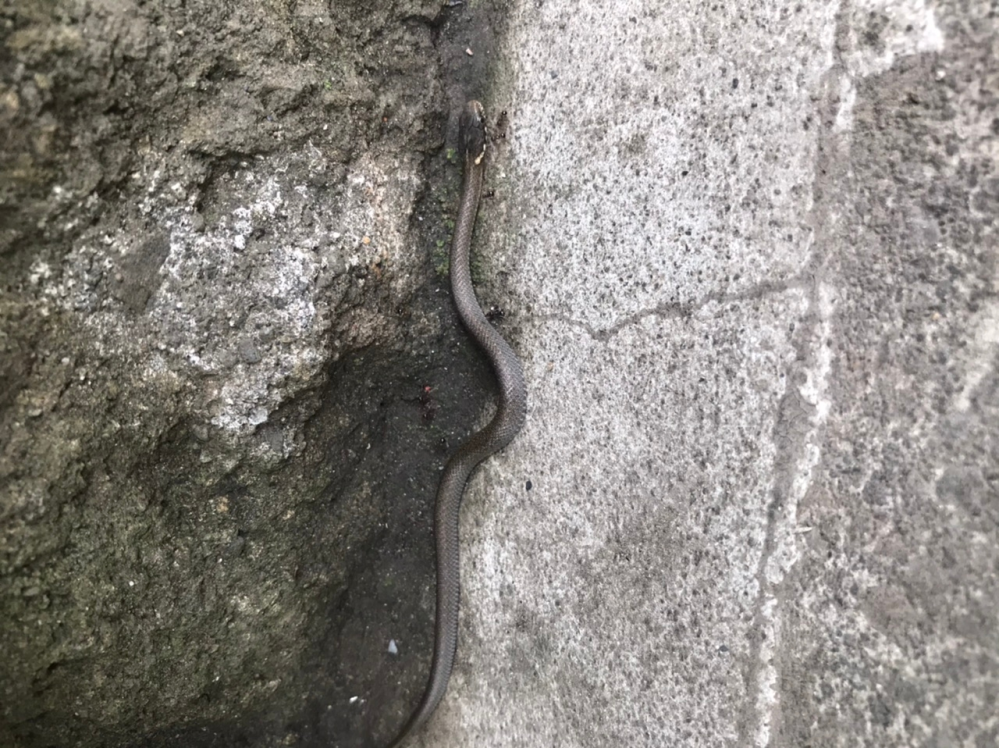 今日庭で小さなヘビを見付けました。 種類は何ですか？