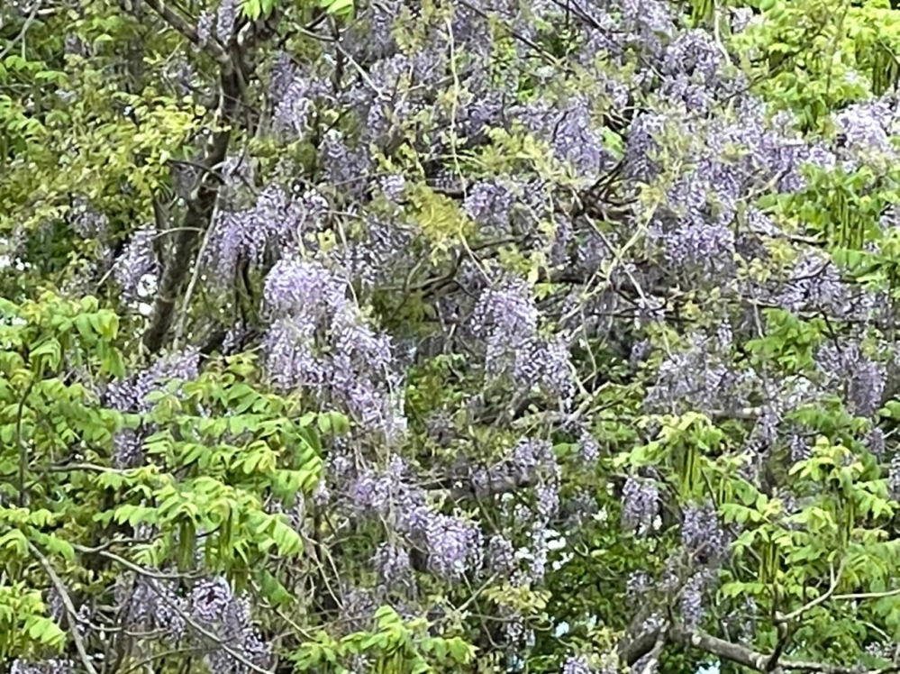 この花 なんでしょうか 藤ですけど この花は山藤です Yahoo 知恵袋