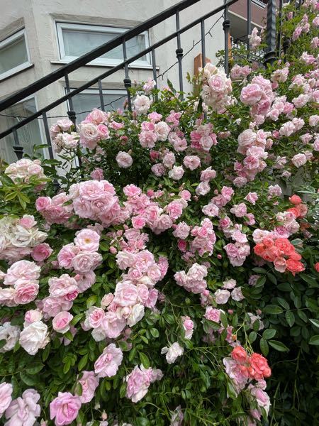 こちらのピンクの花はバラでしょうか？品種も知りたいです！階段の手すりに絡まってとても綺麗でした。 本日、撮影した写真です！