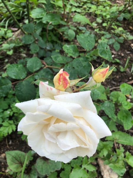写真の薔薇の種類が分かる方回答お願いします。 蕾は少しピンク掛かっており花が咲くにつれピンクは無くなりクリーム色になります。 大輪の薔薇で香りは薄めです。中古住宅を購入した際に元々植っていたので種類が分からず気になっています。