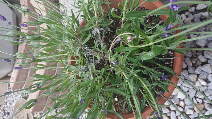 ２週間前にラベンダーの苗を買い、鉢に植え替えたところ、写真のように下の方が枯れてしまいました。 うまく根付かなかったのでしょうか？ こうなってしまうと、もう元気にはなりませんか？ アドバイスお願いいた します。