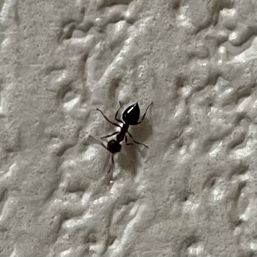 この蟻はなんという種類の蟻か、ご存知の方はいらっしゃいますでしょうか？ 普通の蟻よりもかなり小さくて、最近ほぼ毎日部屋にいて、気持ち悪いです。 進入経路等も不明です。 部屋に入ってこないようにするにはどうすれば良いでしょうか？