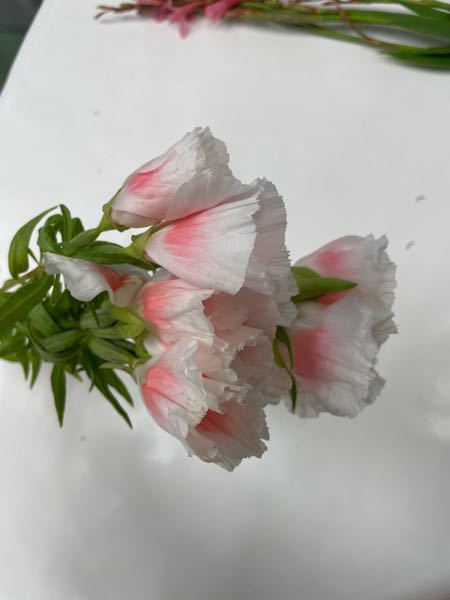 この花の名前はなんですか？