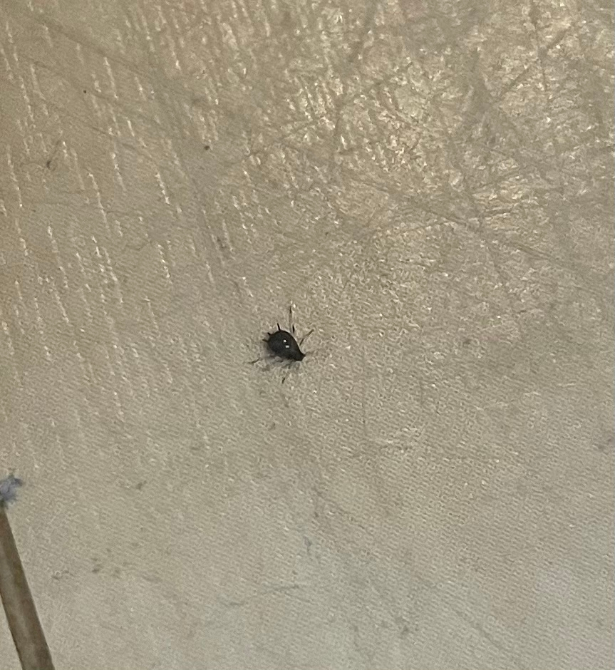 部屋にこの虫が現れました ここ二 三日匹ぐらい潰しました Yahoo 知恵袋