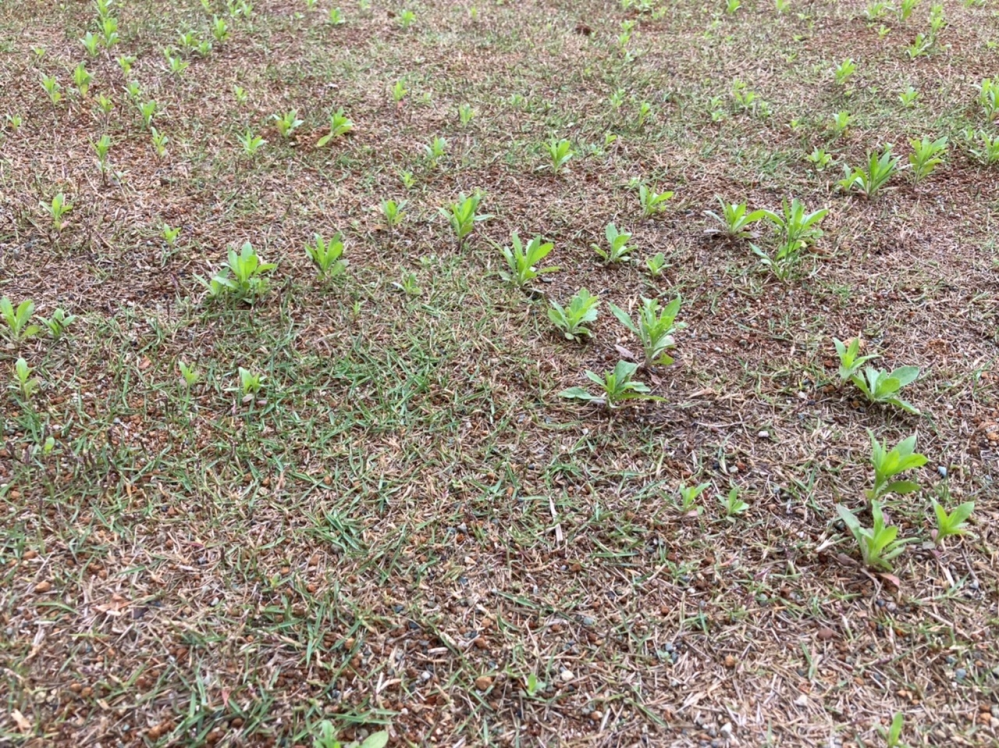 昨年9月に芝生tm9を芝張りしました。新潟です。下地は山砂です。なんとか冬を超えて少しずつ緑色に戻ってきました。 4月頃から雑草も生えてきました。最初は手で抜いていたんですが、手抜きだとなかなか追いつかないレベルになってきました。 一年目の芝生は除草剤を使わない方が良いというネット情報もあり除草剤を使っていません。 今年の夏〜秋は、もう雑草が生えるのはしかなたないとして、来年から除草剤をすればよろしいのでしょうか？知識を持っている方からアドバイス頂きたいです。