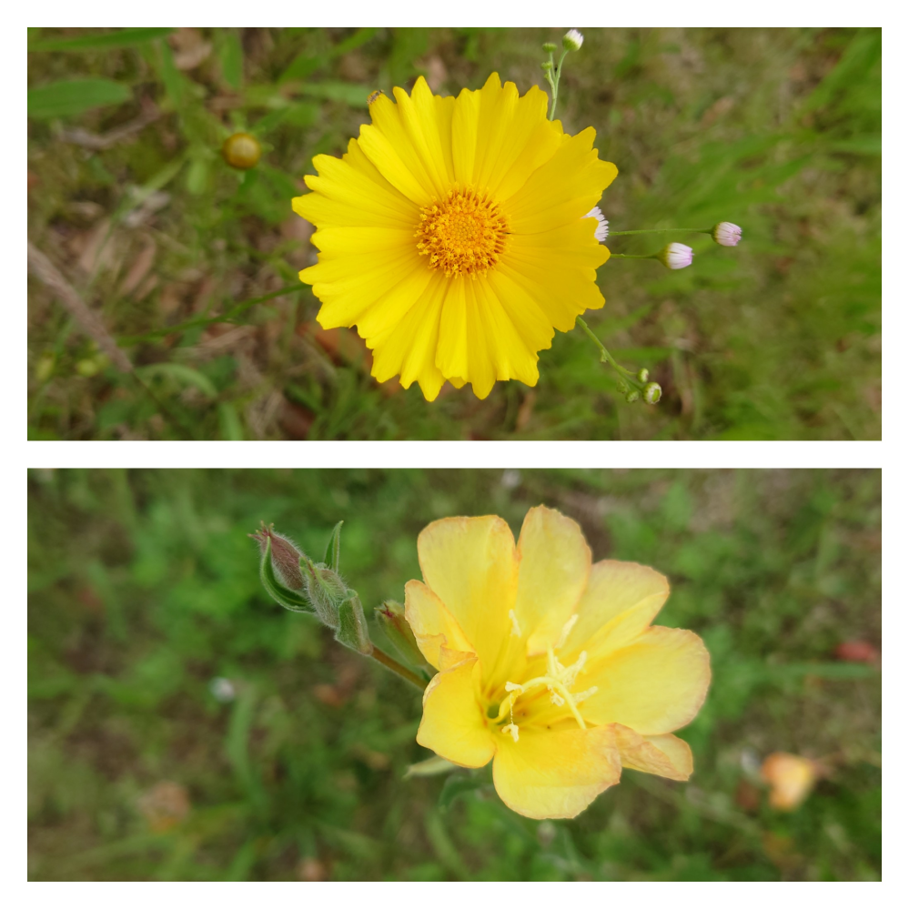 【画像あり】春に咲く黄色の花の名前を教えて下さい。 画像の2種類の花の名前を教えて下さい。